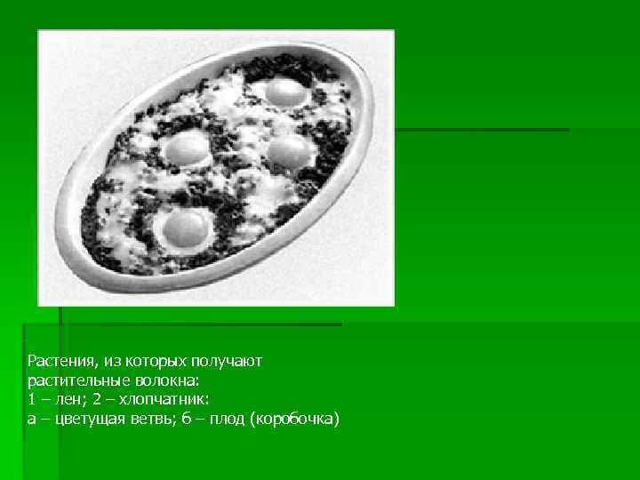 Растения, из которых получают растительные волокна: 1 – лен; 2 – хлопчатник: а –