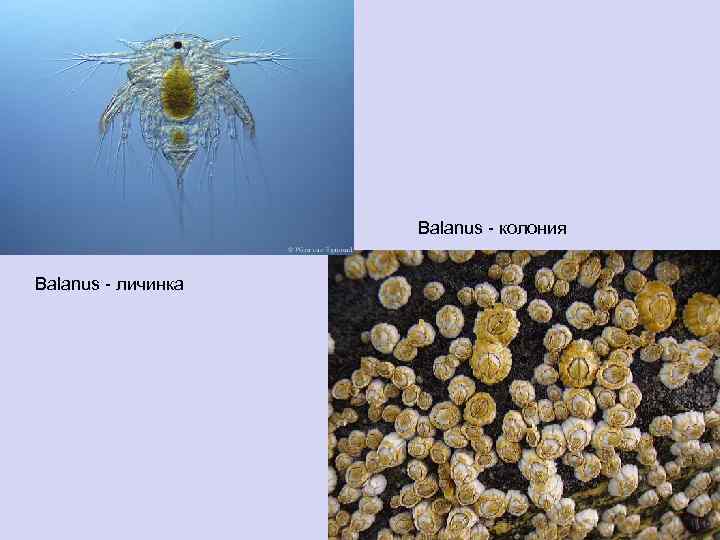 Balanus - колония Balanus - личинка 
