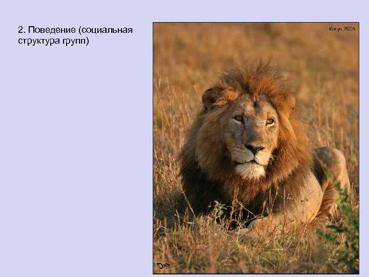 2. Поведение (социальная структура групп) 