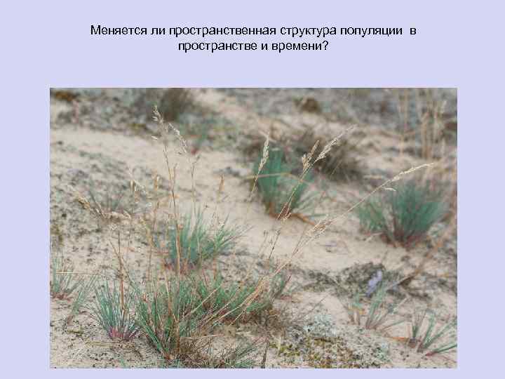 Меняется ли пространственная структура популяции в пространстве и времени? 