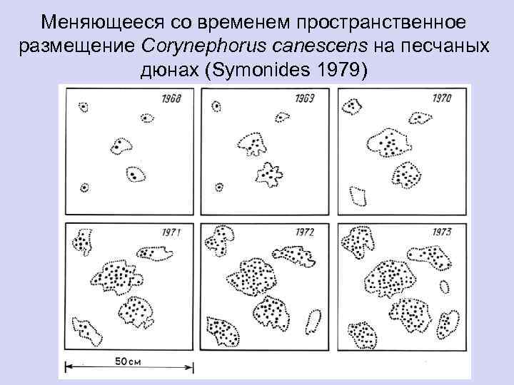 Меняющееся со временем пространственное размещение Corynephorus canescens на песчаных дюнах (Symonides 1979) 