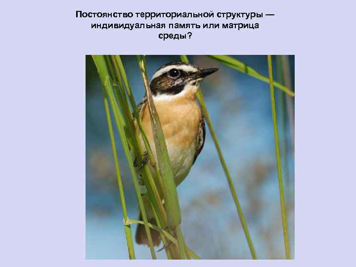 Постоянство территориальной структуры — индивидуальная память или матрица среды? 