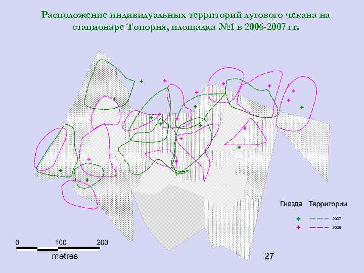 Расположение индивидуальных территорий лугового чекана на стационаре Топорня, площадка № 1 в 2006 -2007