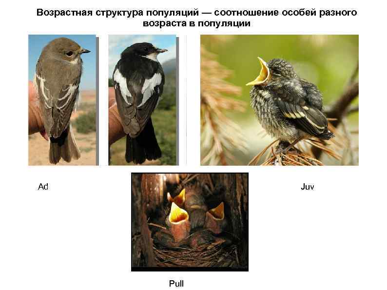 Возрастная структура популяций — соотношение особей разного     возраста в популяции