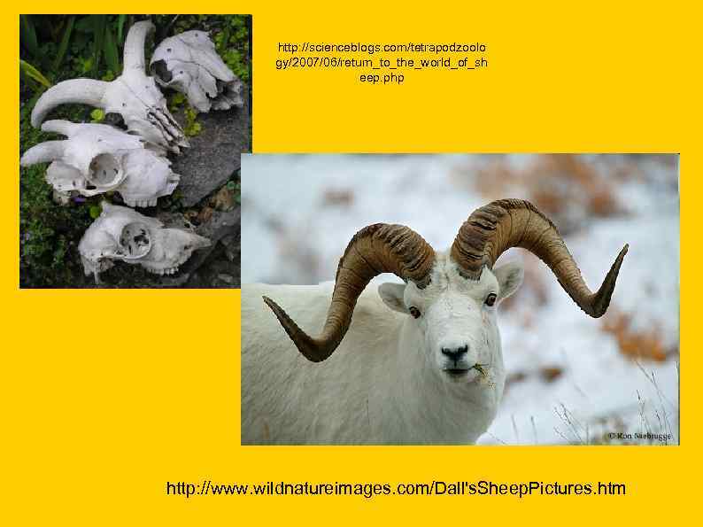    http: //scienceblogs. com/tetrapodzoolo   gy/2007/06/return_to_the_world_of_sh     eep.