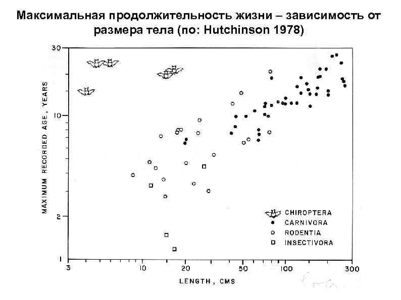 Соотношение особей. Структура популяции схема. Популяционная структура схема. Размерная структура популяции. Размерная структура популяции таблица.