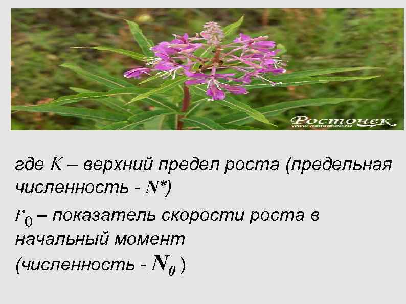 где K – верхний предел роста (предельная численность - N*) r 0 – показатель где K – верхний предел роста (предельная численность - N*) r 0 – показатель