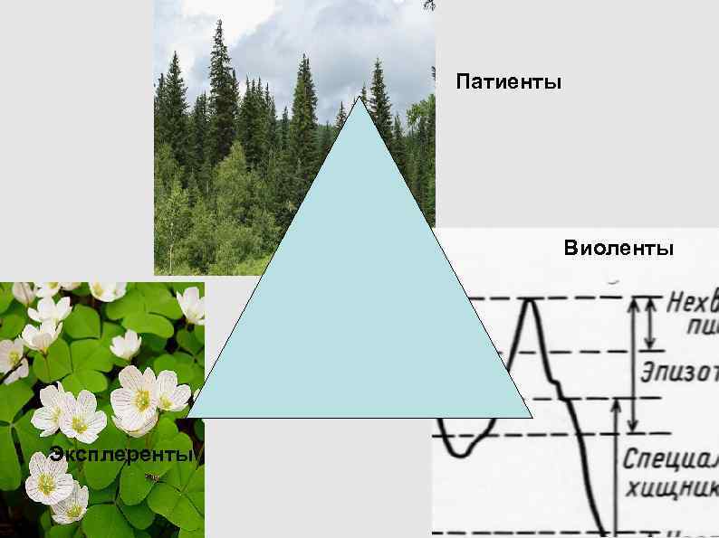 Патиенты Виоленты Эксплеренты Патиенты Виоленты Эксплеренты