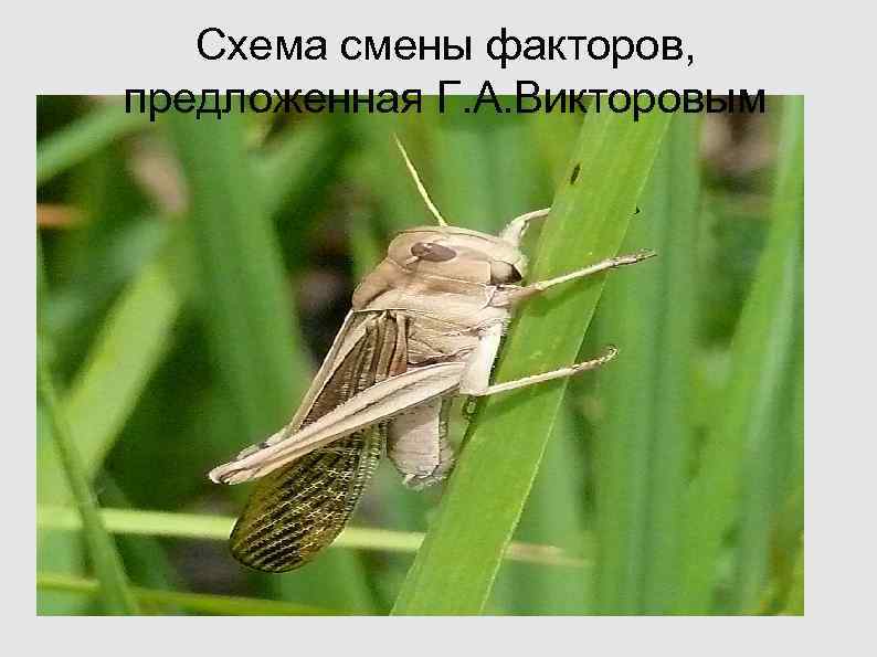 Схема смены факторов, предложенная Г. А. Викторовым Схема смены факторов, предложенная Г. А. Викторовым