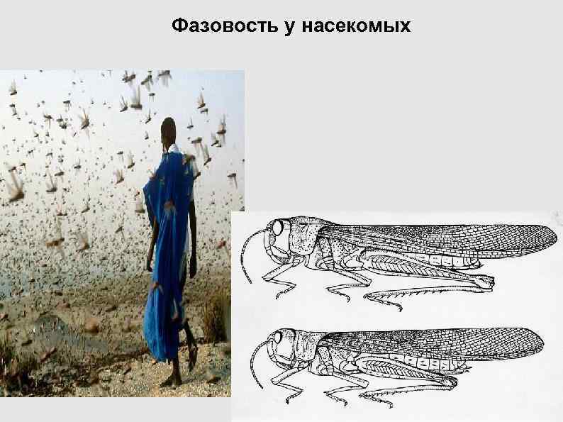 Фазовость у насекомых Фазовость у насекомых
