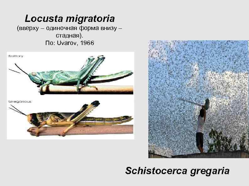 Locusta migratoria (вверху – одиночная форма внизу – стадная). Locusta migratoria (вверху – одиночная форма внизу – стадная).