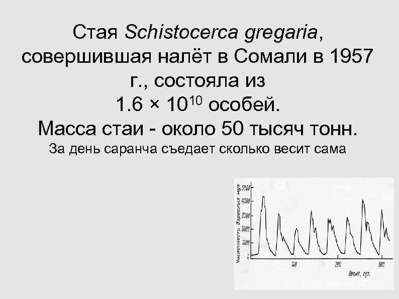 Стая Schistocerca gregaria, совершившая налёт в Сомали в 1957 г. , состояла Стая Schistocerca gregaria, совершившая налёт в Сомали в 1957 г. , состояла