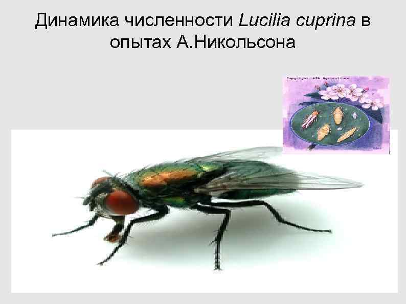 Динамика численности Lucilia cuprina в опытах А. Никольсона Динамика численности Lucilia cuprina в опытах А. Никольсона