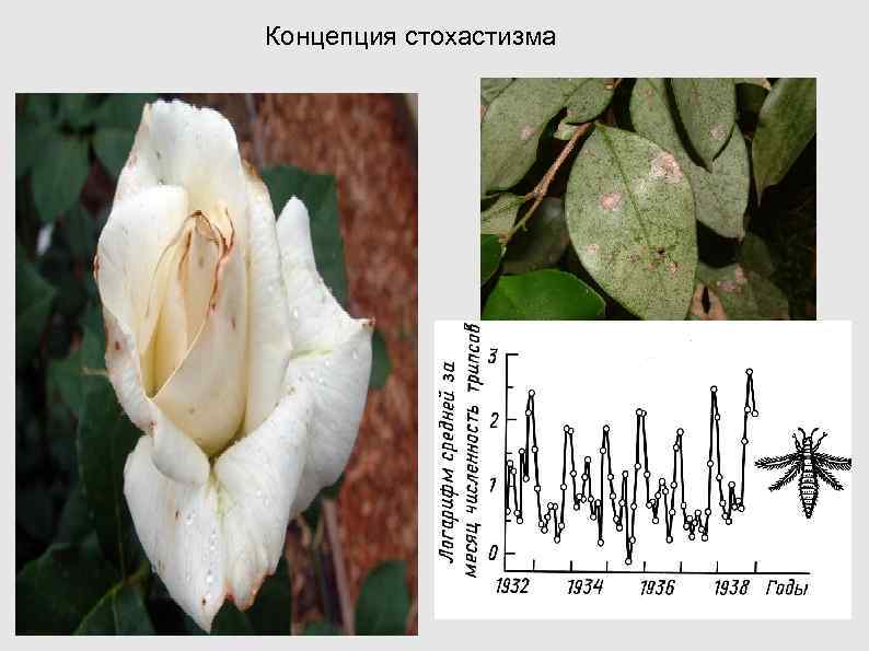 Концепция стохастизма Концепция стохастизма