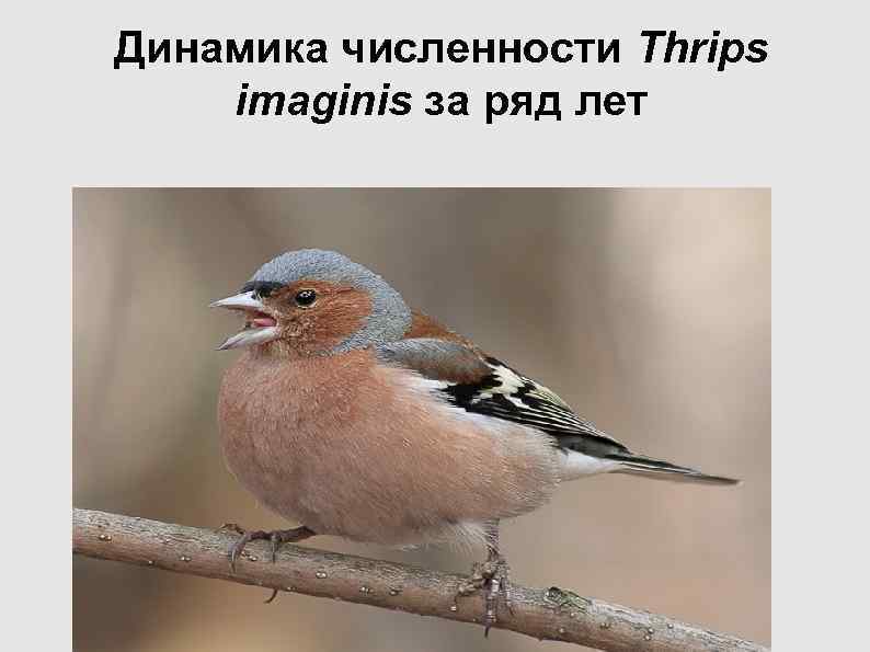 Динамика численности Thrips imaginis за ряд лет Динамика численности Thrips imaginis за ряд лет