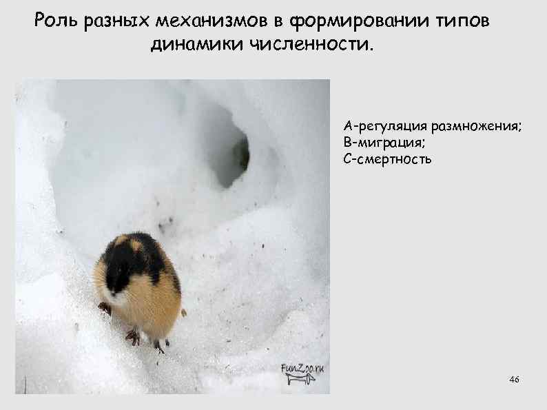 Роль разных механизмов в формировании типов динамики численности. Роль разных механизмов в формировании типов динамики численности.