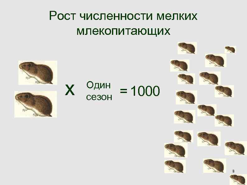 Рост численности мелких млекопитающих x Один сезон = 1000 Рост численности мелких млекопитающих x Один сезон = 1000
