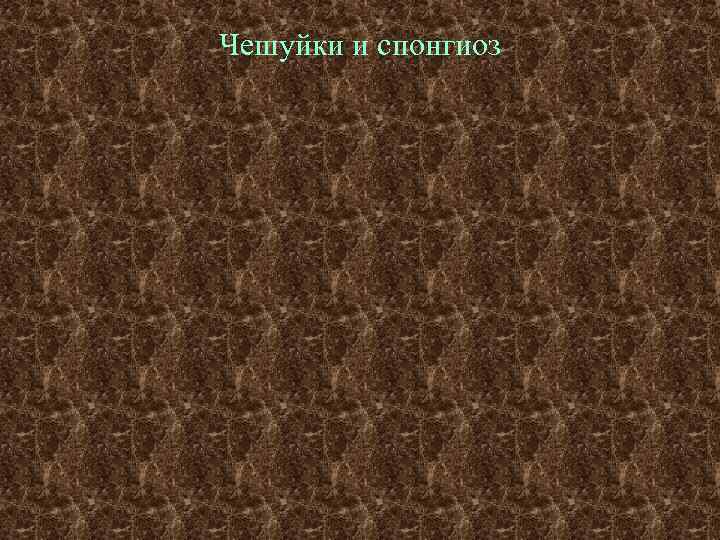 Чешуйки и спонгиоз 