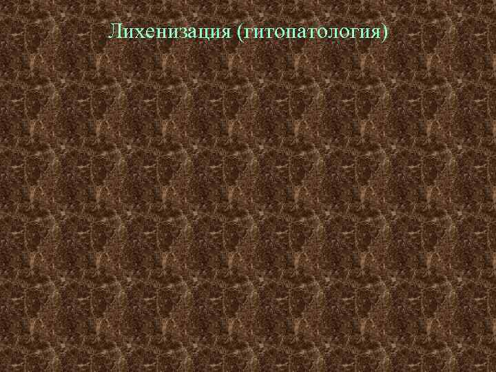 Лихенизация (гитопатология) 