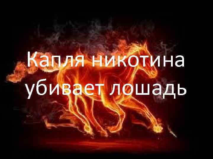 Капля никотина убивает лошадь Капля никотина убивает лошадь