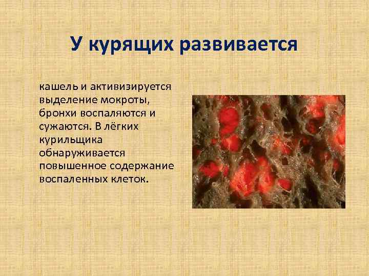 У курящих развивается кашель и активизируется выделение мокроты, бронхи воспаляются и сужаются. В У курящих развивается кашель и активизируется выделение мокроты, бронхи воспаляются и сужаются. В