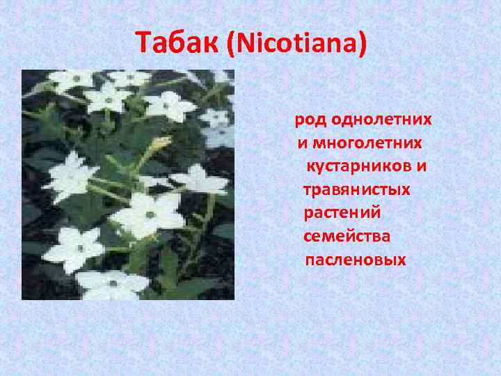 Табак (Nicotiana) Табак (Nicotiana)