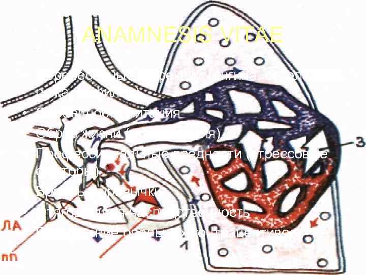   ANAMNESIS VITAE • Перенесенные инфекции (ангина, скарлатина,  рожа, сифилис) • Особенности