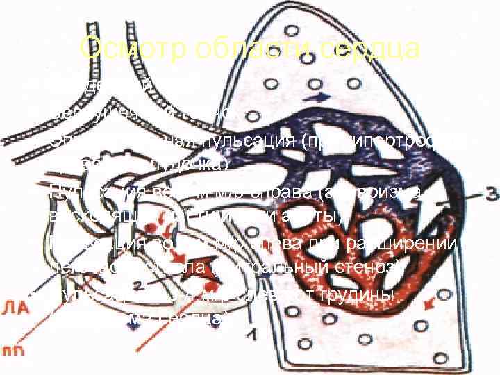   Осмотр области сердца • Сердечный горб • Верхушечный толчок • Эпигастральная пульсация