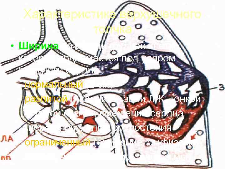  Характеристика верхушечного   толчка • Ширина (площадь грудной клетки,  которая поднимается