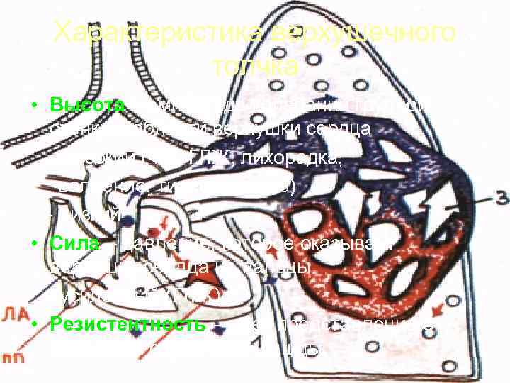  Характеристика верхушечного   толчка • Высота – амплитуда колебаний грудной  стенки
