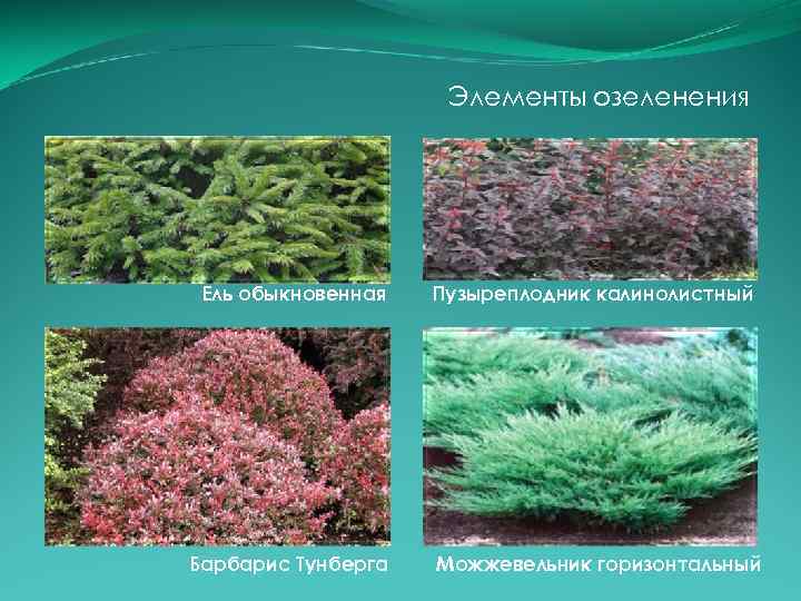 Элементы озеленения Ель обыкновенная Барбарис Тунберга Пузыреплодник калинолистный Можжевельник горизонтальный 