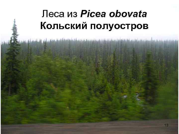 Леса из Picea obovata Кольский полуостров 13 