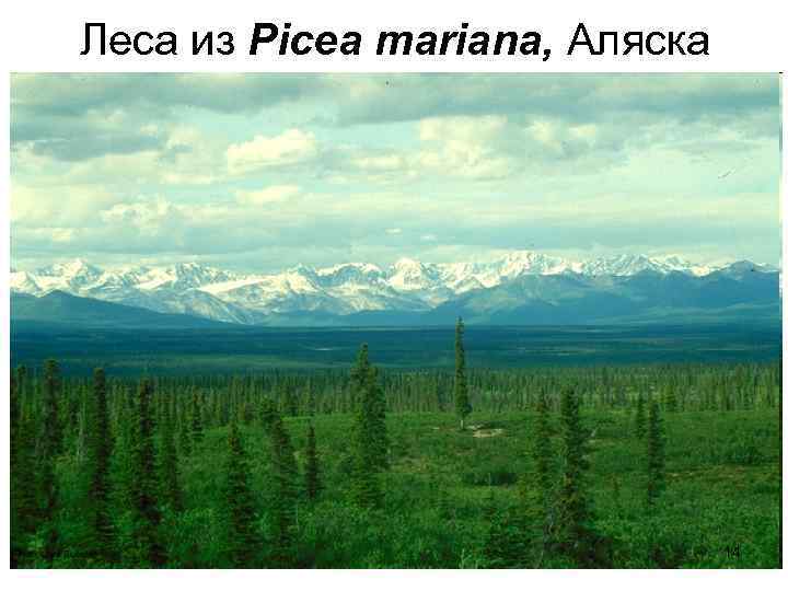 Леса из Picea mariana, Аляска 14 