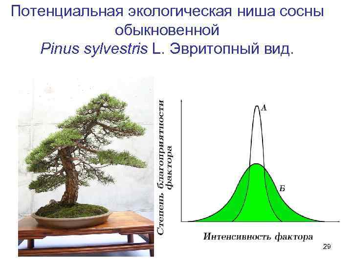 Потенциальная экологическая ниша сосны обыкновенной Pinus sylvestris L. Эвритопный вид. 29 