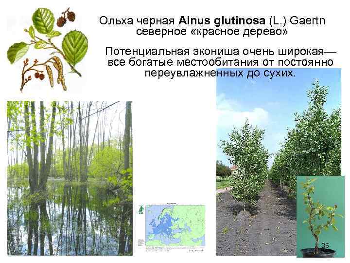 Ольха черная Alnus glutinosa (L. ) Gaertn северное «красное дерево» Потенциальная экониша очень широкая