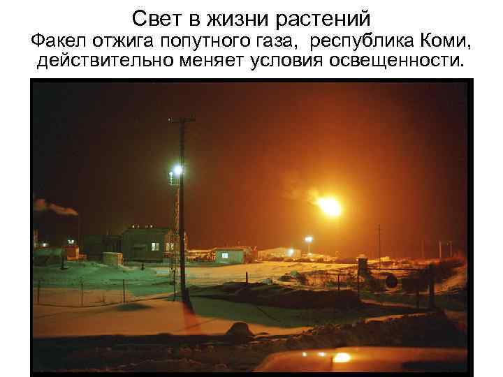 Свет в жизни растений Факел отжига попутного газа, республика Коми, действительно меняет условия освещенности.