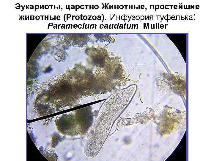 Эукариоты, царство Животные, простейшие животные (Protozoa). Инфузория туфелька: Paramecium caudatum Muller 
