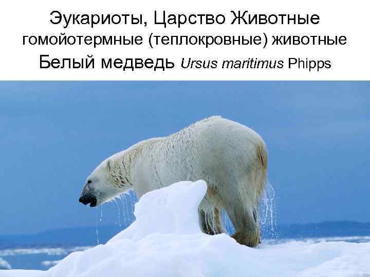 Эукариоты, Царство Животные гомойотермные (теплокровные) животные Белый медведь Ursus maritimus Phipps 