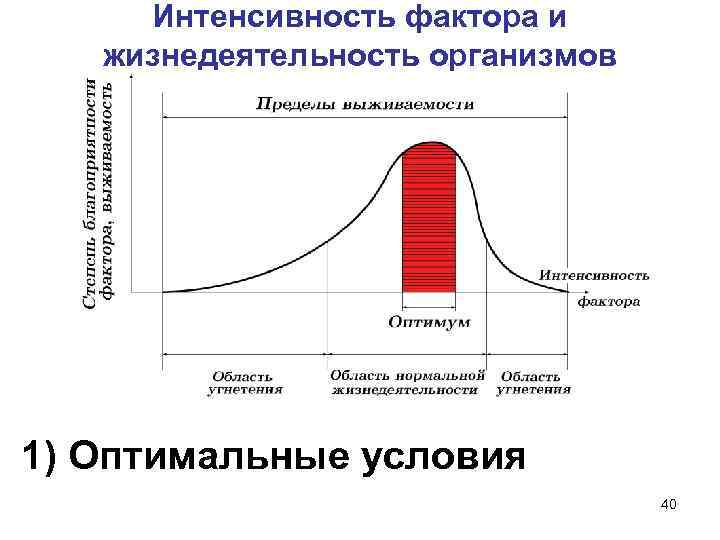 Интенсивность фактора и жизнедеятельность организмов 1) Оптимальные условия 40 