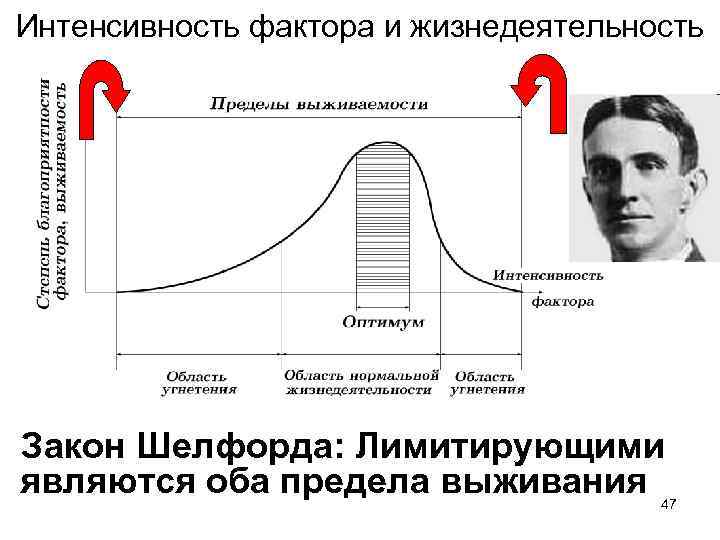 Интенсивность фактора и жизнедеятельность Закон Шелфорда: Лимитирующими являются оба предела выживания 47 