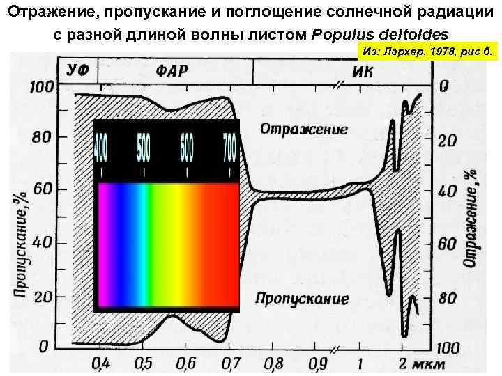 Отражение, пропускание и поглощение солнечной радиации с разной длиной волны листом Populus deltoides Из: