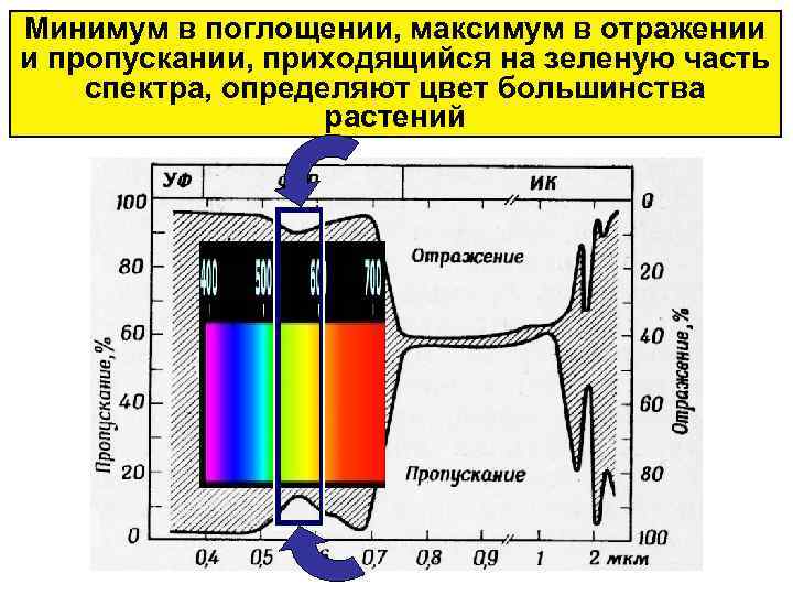 Минимум в поглощении, максимум в отражении и пропускании, приходящийся на зеленую часть спектра, определяют
