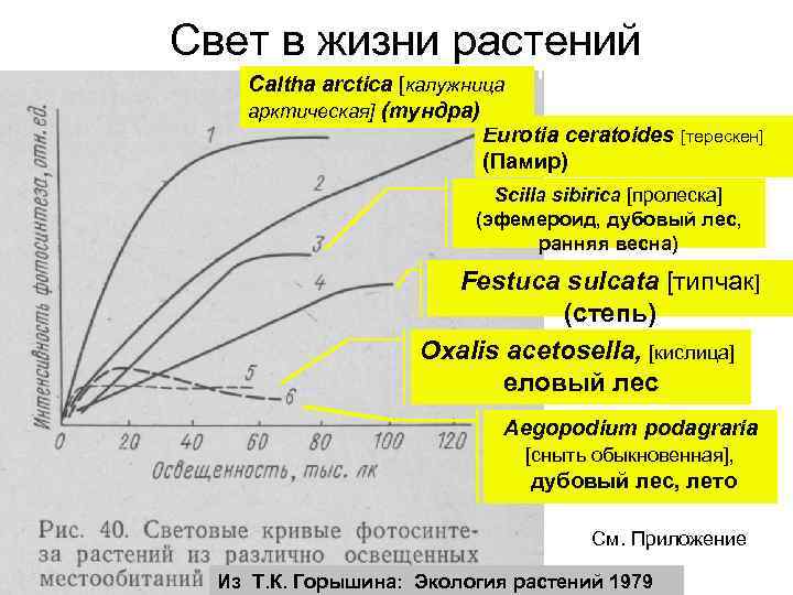 Свет в жизни растений Caltha arctica [калужница арктическая] (тундра) Eurotia ceratoides [терескен] (Памир) Scilla