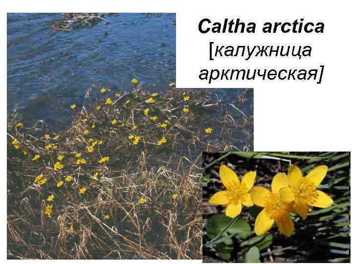 Caltha arctica [калужница арктическая] 