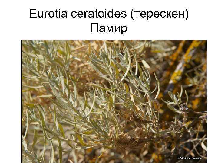 Eurotia ceratoides (терескен) Памир 