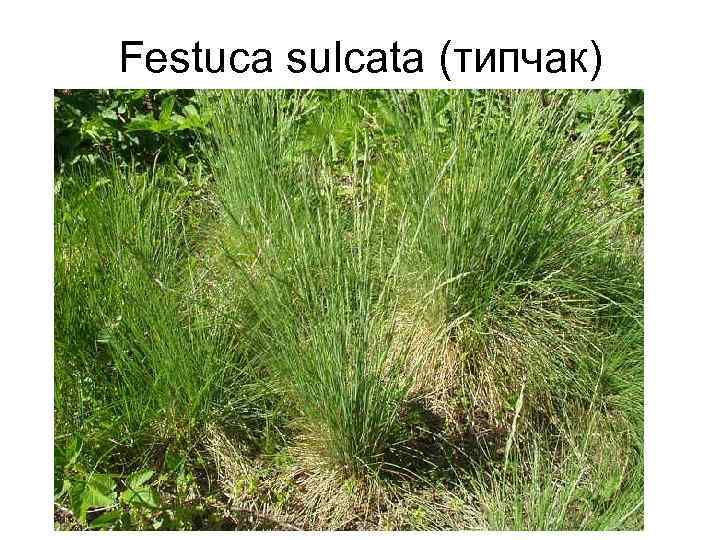 Festuca sulcata (типчак) 