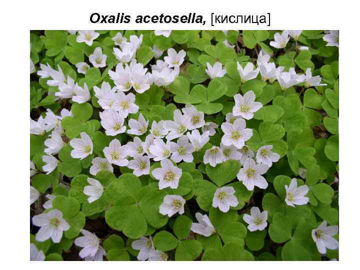 Oxalis acetosella, [кислица] 