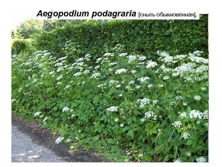 Aegopodium podagraria [сныть обыкновенная], 