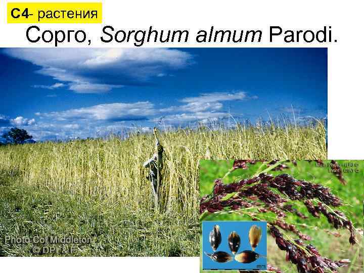 С 4 - растения Сорго, Sorghum almum Parodi. 