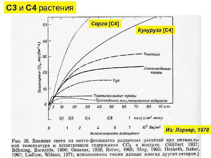 С 3 и С 4 растения Сорго [С 4] Кукуруза [С 4] Из: Лархер,